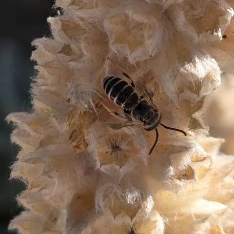 Small bee on small white seed pods of Lamb's ear stem