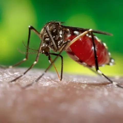 Yellow-fever mosquito, Aedes aegypti. (CDC Image)