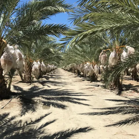 Several date palm trees