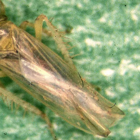 Aster leafhopper (Wikipedia image)