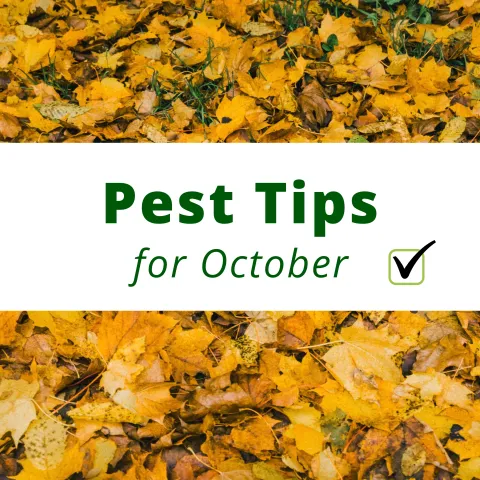Text reads, "Pest Tips for October". In the background you see yellow leaves on the ground.