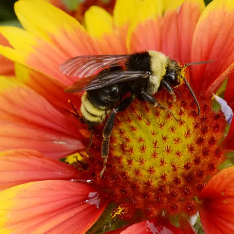 Bombus melanopygus on Gaillardia