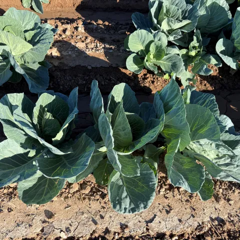 Cabbage in a field in the Imperial Valley, CA