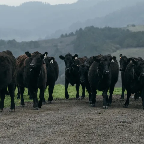 Cattlew Virtual Fence Collars
