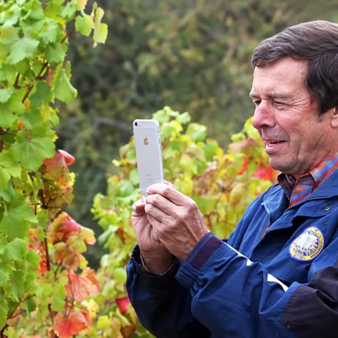 UC Davis distinguished professor Frank Zalom takes an image of a Willamette vineyard showing grapevine red blotch virus in the fall.