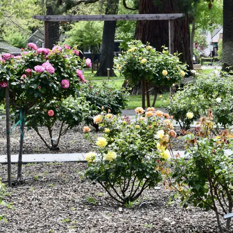 View of Fuller Park Rose Garden in bloom