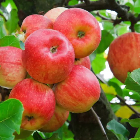 A cluster of red apples on a tree