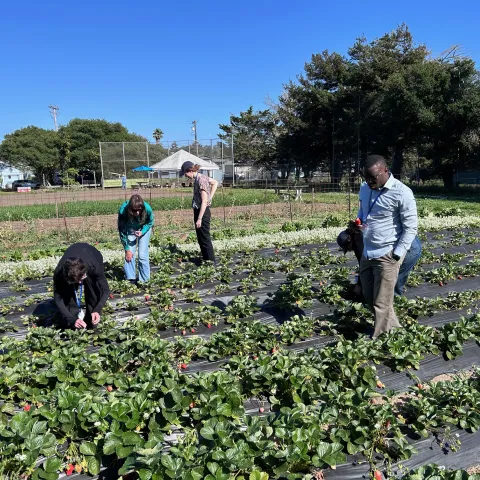 People stand amidst rows of strawberries on an urban farm
