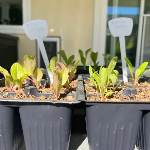 Young vegetable starts ready for planting