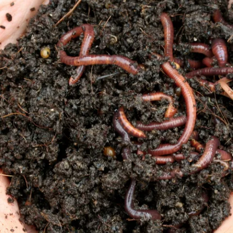 worm and dirt in a persons hands