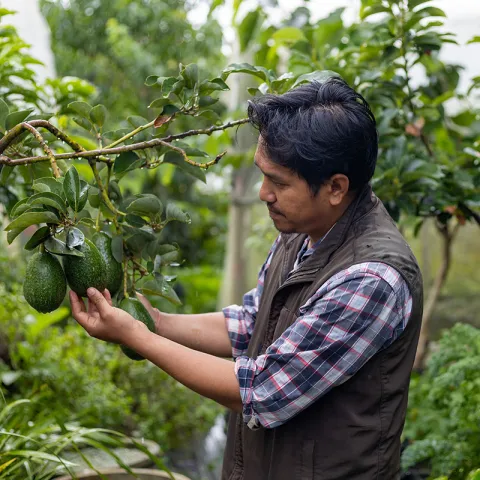 Man standing in an avocado grove holding an avocado