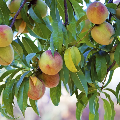A handful of peaches on the branches of a peach tree