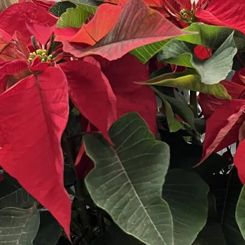 Closeup of poinsettias with red and green bracts and yellow flower centers.