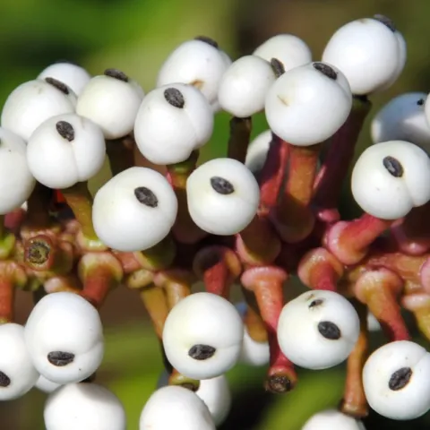 A cluster of round white berries with small black markings grows on reddish stems against a blurred green background.