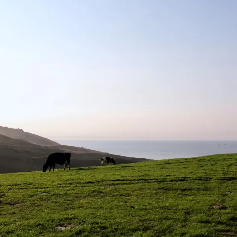 Rolling, green grassy hills stretch out to the sea. The ocean is in the distance, a soft, misty blue. A black cow grazes serenely in the distance.