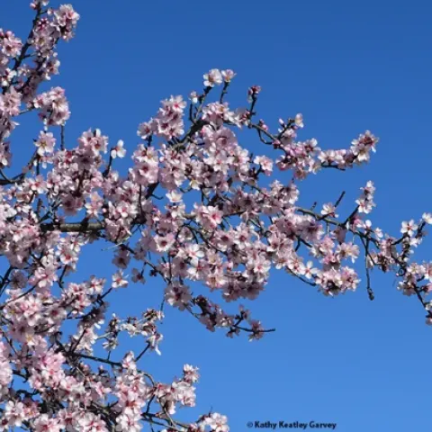 almond blossoms