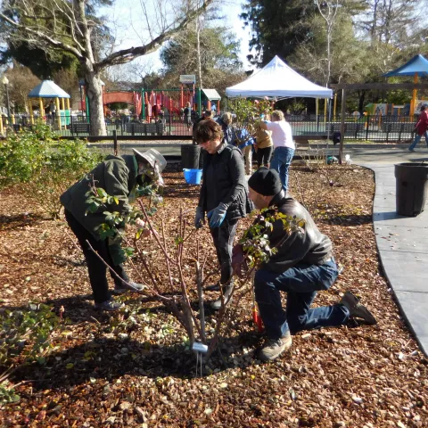Master Gardener demonstrating how to prune roses