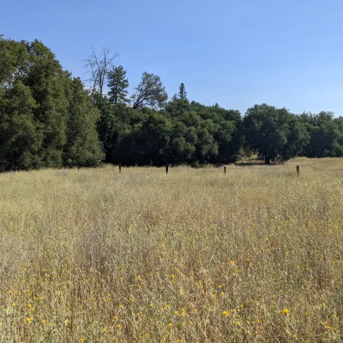 Golden dry meadow with scattered oak trees under clear blue sky; in the foreground and throughout the field are yellow flowers with sharp, spiky thorns
