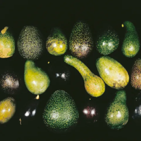 avocado varieties