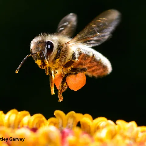Honey bee in flight. (Photo by Kathy Keatley Garvey)