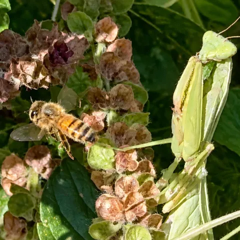 Praying mantis and a bee in a patch of African blue basil.