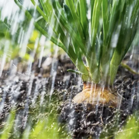 Close up view of a growing bulb in a heavy rain