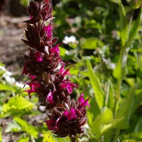 closeup of the blossom of a hummingbird sage plant, Salvia spathacea