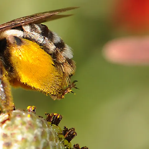 Svastra obliqua expurgata on a coneflower. (Photo by Kathy Keatley Garvey)