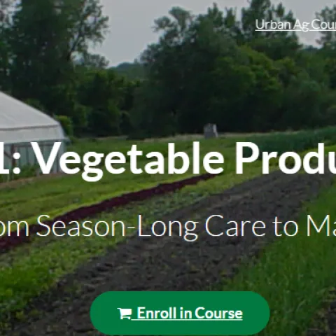 farm field with vegetable crops planted in rows