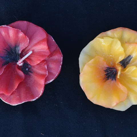 These candles are from bees wax. (Photo by Kathy Keatley Garvey)