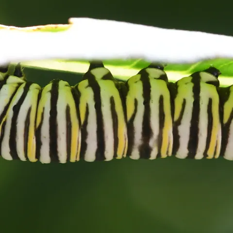 A monarch caterpillar. (Photo by Kathy Keatley Garvey)