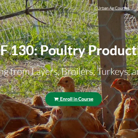 hens caged in a chicken coop