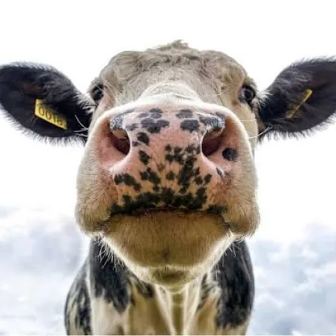 Dairy Cow face with nose close to camera