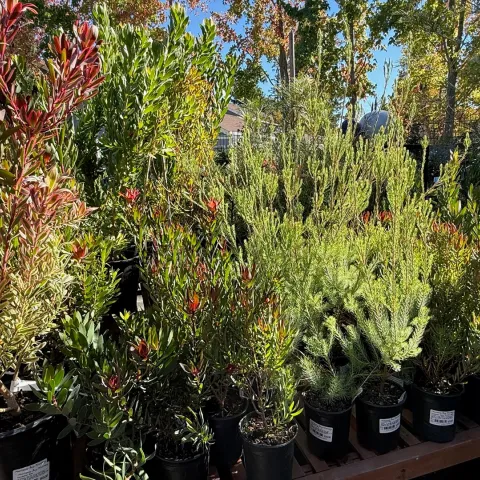 Plants in the nursery
