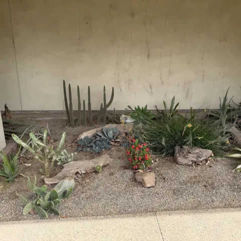 Drought-tolerant garden with cacti, succulents, rocks, gravel, and small colorful flowers in front of a beige wall.