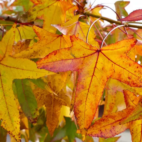 maple leaves turning yellow and orange on a maple tree