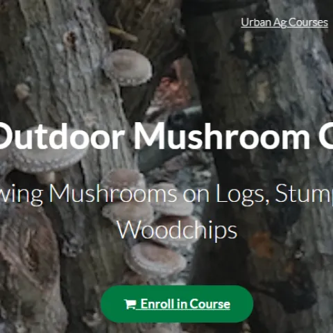 mushroom fruiting bodies growing out of wood logs
