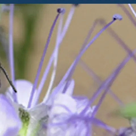 Osmia, a native bee
