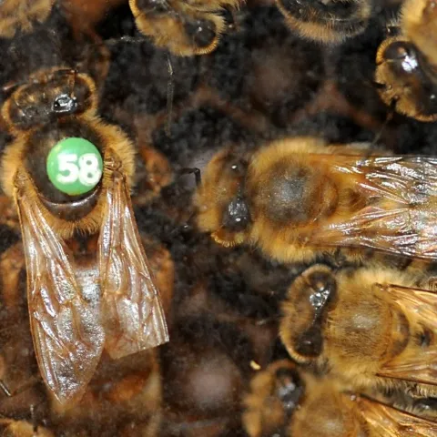 Queen bee and retinue. (Photo by Kathy Keatley Garvey)