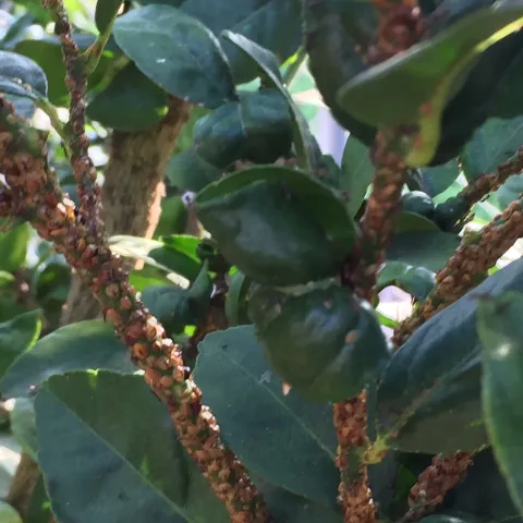 scale on lime tree