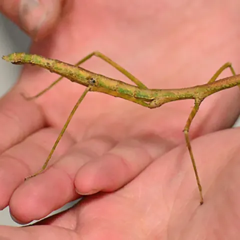 Stick insect on a hand at Bohart Museum of Entomology