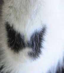 Xena the Warrior Princess sports a butterfly mark on her leg, credentials certifying her as a feline entomologist. (Photo by Kathy Keatley Garvey)