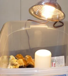 chicks in tub