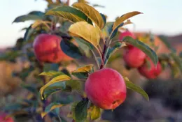 Gale Apples