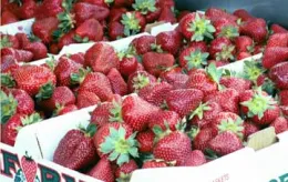 Russell Berries from Sartori Farm