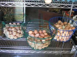 Fresh organic eggs from Clark Summit Ranch, Tomales