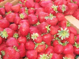 Fond memories of summer