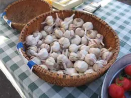 Point Reyes Garlic