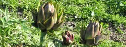 Violetto artichokes