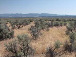 Medusa glypho title slide